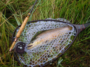 brown trout net