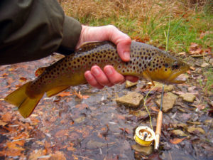 mountain brook trout