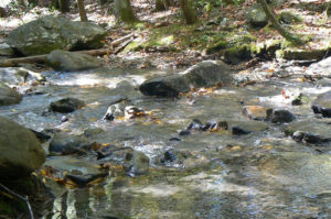 mountain trout stream